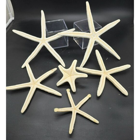 Natural White Starfish Collection For Crafts & Decor Large and Small DH1362 - Picture 8 of 8